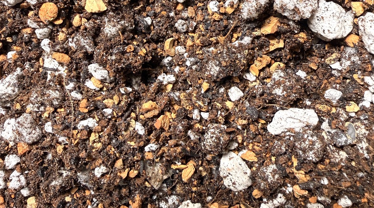 A close view of potting mix: dark, crumbly organic material scattered with white chunks of perlite and pumice and small tan flakes.