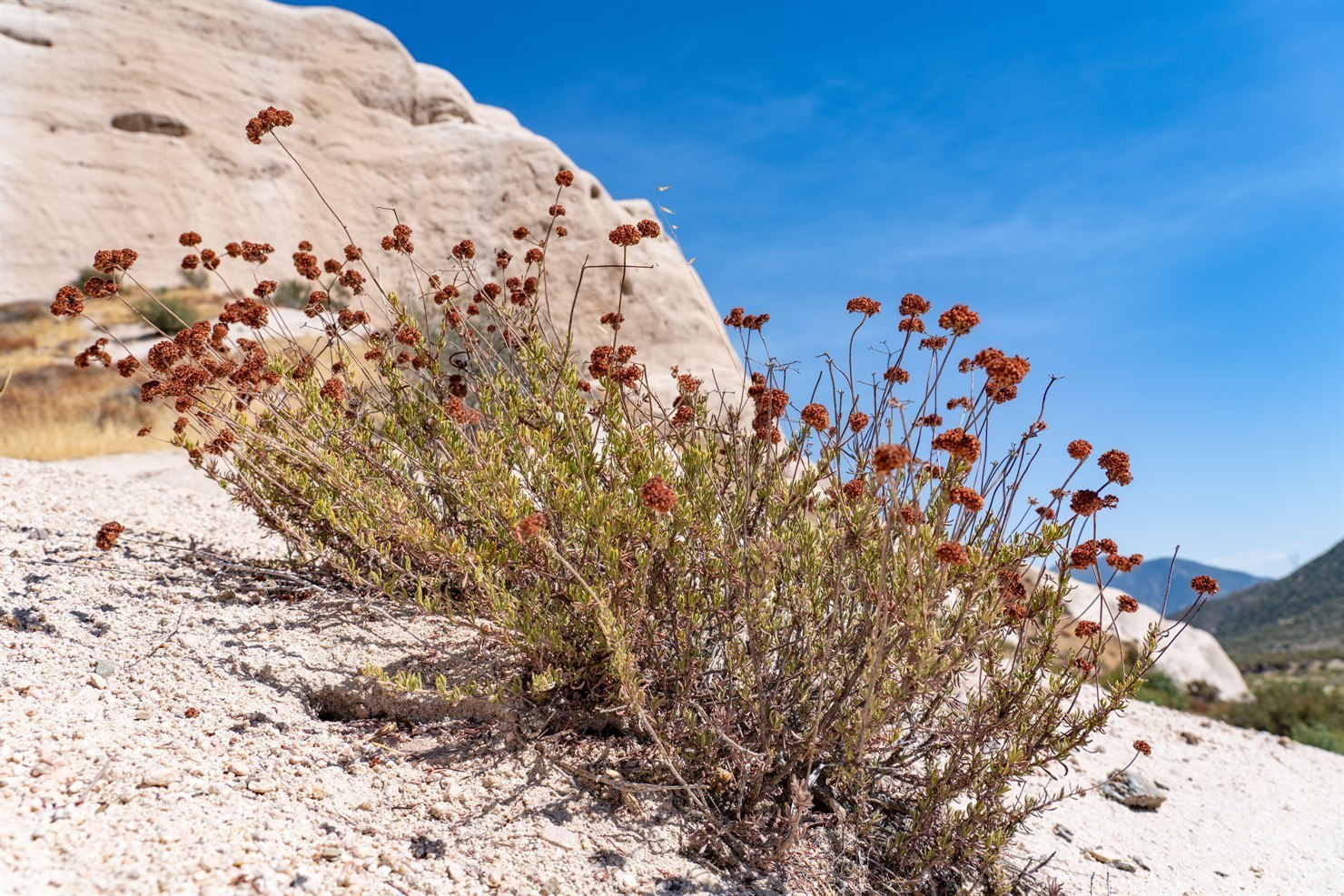 California Buckwheat (Eriogonum fasciculatum) in late-season form, an established shrub covered in deep rust-red dried flower heads on wiry stems against a sandy chaparral slope with light-colored rocks and clear blue sky