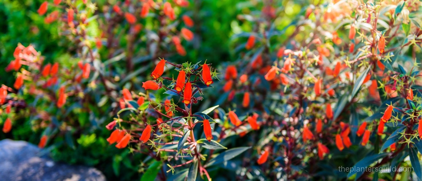 California Fuchsia (Epilobium canum) in full late-summer bloom, a dense patch of scarlet-orange tubular flowers on slender stems and narrow gray-green leaves bathed in warm golden light, with sandstone rocks at the base of the plant