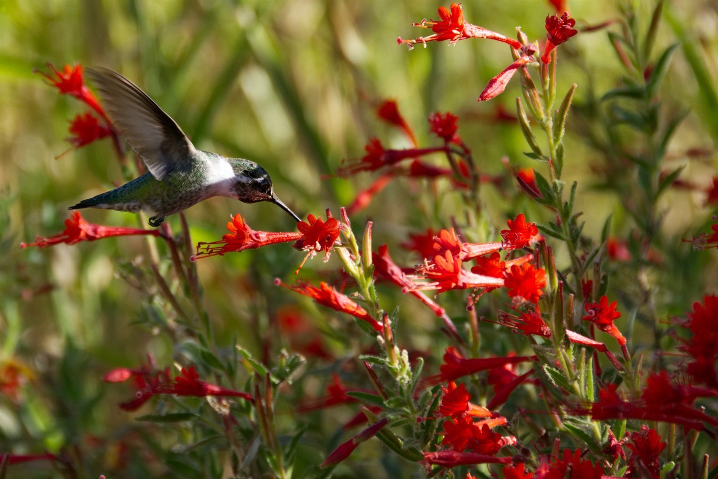 A hummingbird in mid-hover at the scarlet-orange tubular flowers of California Fuchsia (Epilobium canum), green back and dark slender bill visible against a softly lit garden background