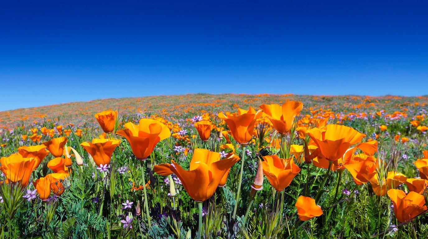A drift of California Poppies (Eschscholzia californica) in full bloom, satiny orange four-petaled flowers held above finely divided blue-green foliage on a sunlit California hillside