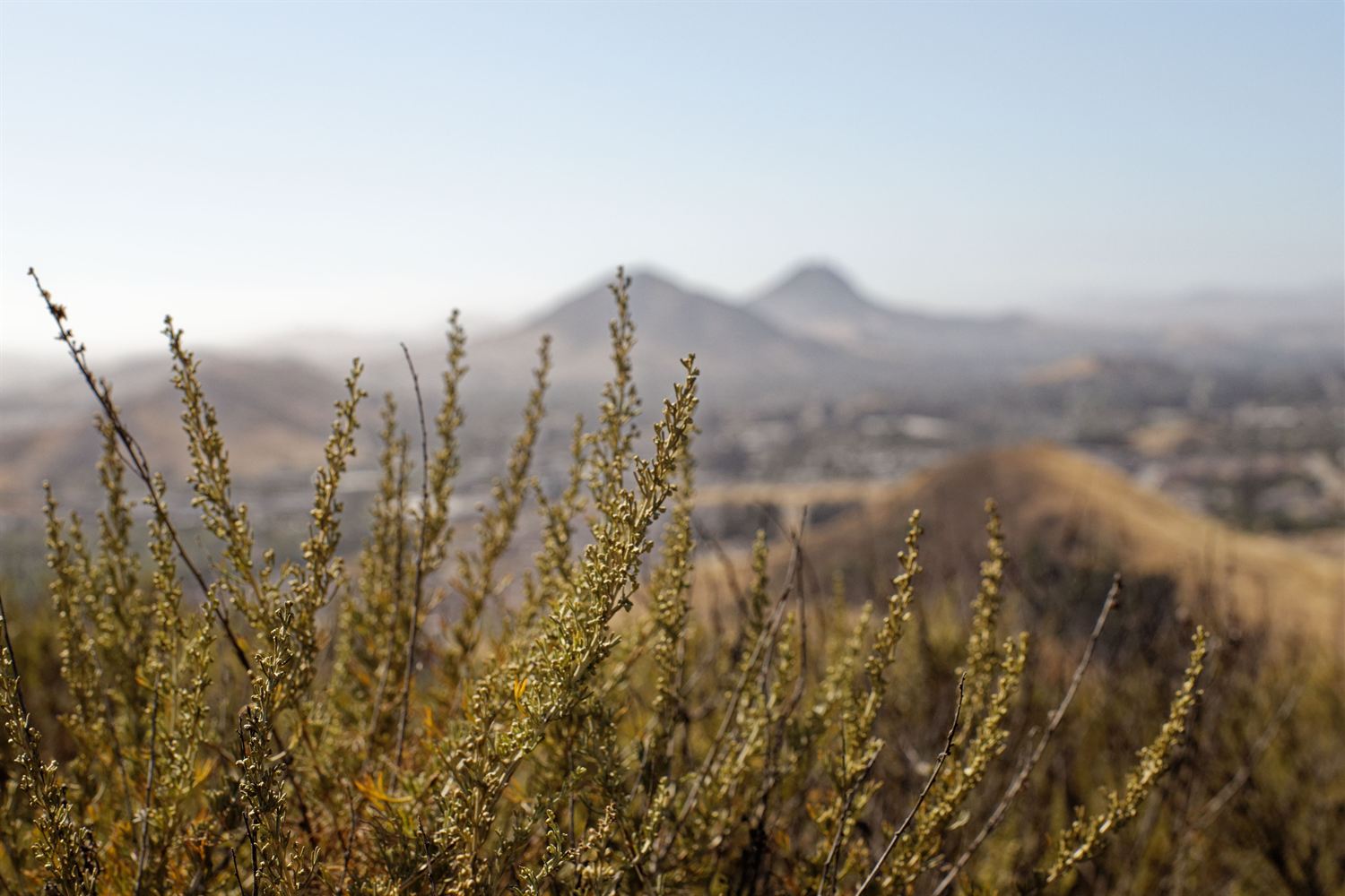 California sagebrush in its dry-season state filling the foreground, its narrow leaves faded to a dull olive and its slender stems crowded with spent, seed-bearing flower clusters, a few bare dark twigs standing among them. Behind it a dry golden hillside falls away toward a hazy valley with scattered development, and two rounded peaks stand on the horizon under a pale sky.