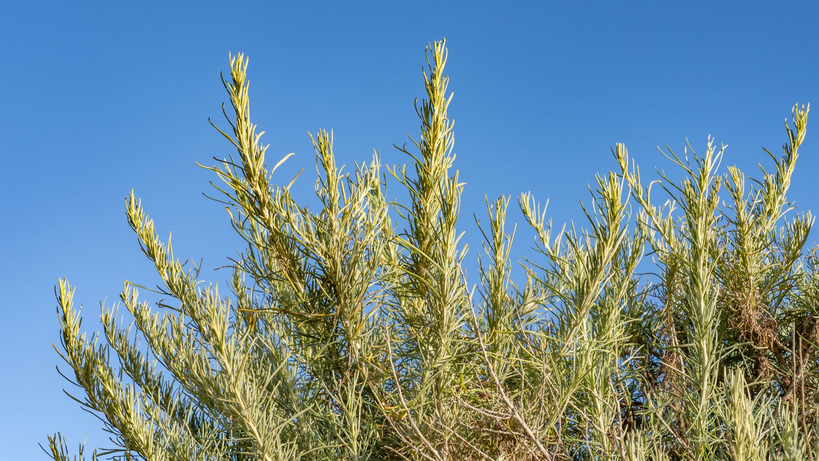The upper canopy of a California sagebrush (Artemisia californica) photographed from below against a clear, cloudless blue sky. Slender pale stems rise and arch outward, each one crowded with fine, thread-like grey-green leaves that catch the light along their edges, and a few weathered bare twigs show among the foliage toward the right.