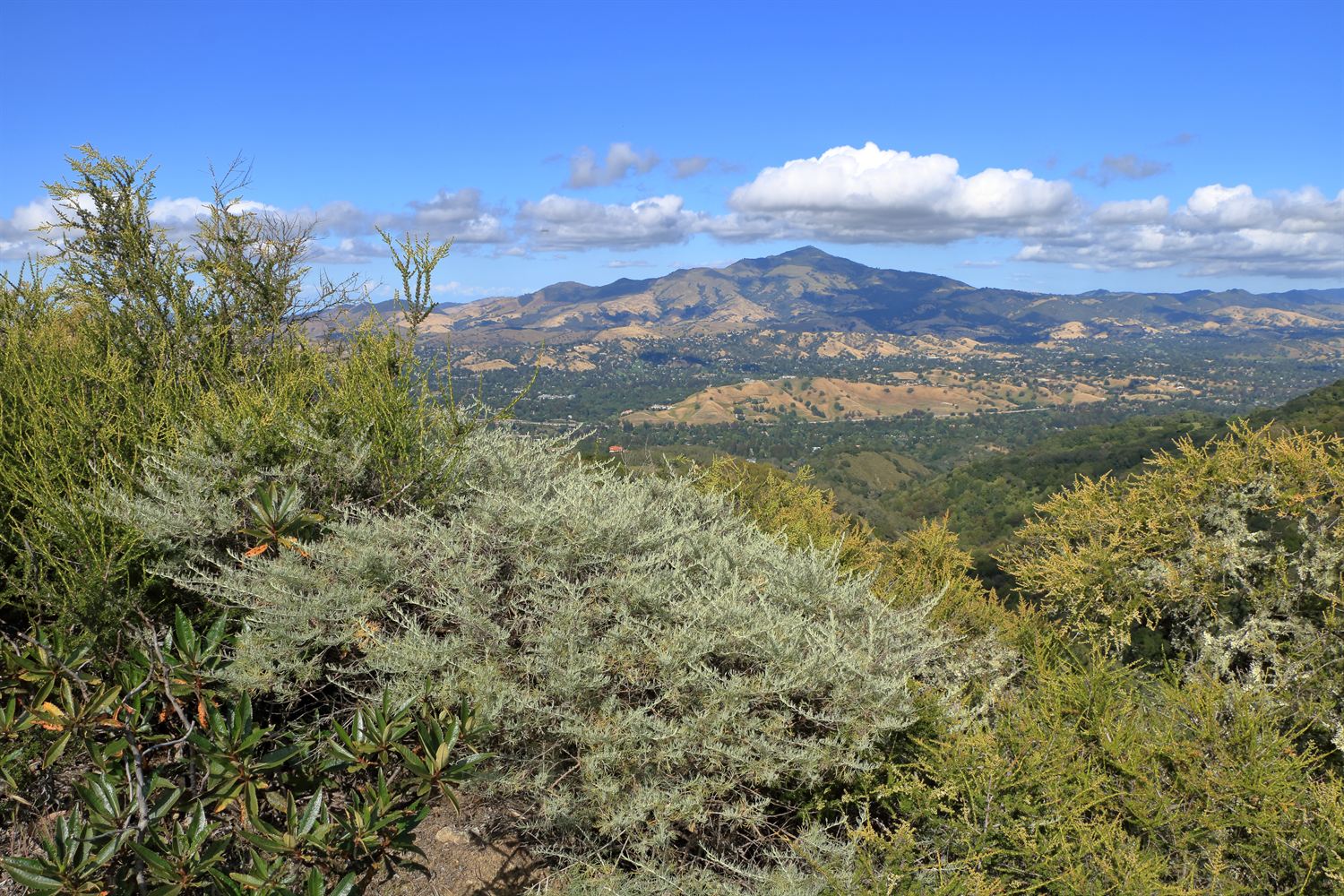 Silvery-grey California sagebrush spreading across the foreground of a ridge at Las Trampas Regional Wilderness in Contra Costa County, sharing the slope with a glossy dark-leaved shrub at left and yellow-green chaparral at right. Beyond it, golden grassland hills dotted with oak woodland and scattered houses fall away toward the conical summit of Mount Diablo on the horizon, under a blue sky with scattered cumulus.