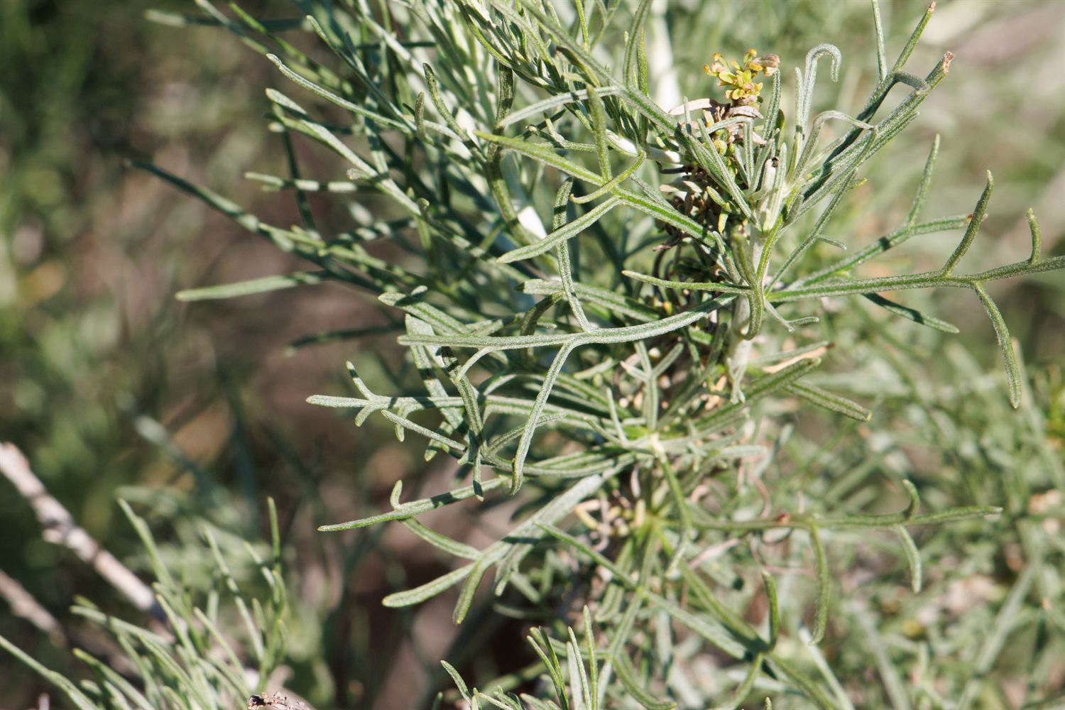 A close view of California sagebrush foliage: slender grey-green leaves divided into a few narrow thread-like lobes, crowded along pale woody stems, with a small cluster of tiny yellowish flower heads at the upper right against a soft out-of-focus green background.