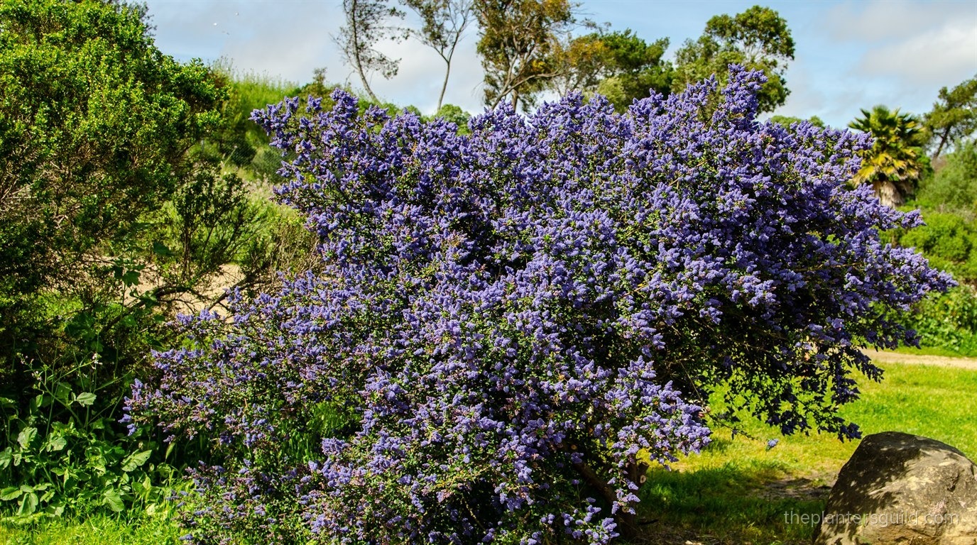 Blueblossom ceanothus (Ceanothus thyrsiflorus) in full spring bloom, a large evergreen shrub covered in dense clusters of small powder-blue flowers against glossy dark green leaves, on a California coastal slope with hazy hills behind