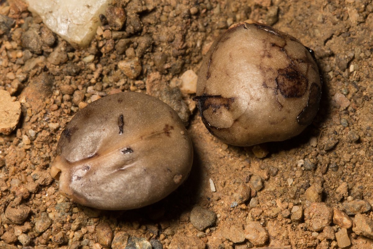 Two coffeeberry seeds lying on bare reddish trail soil among small pebbles. Each is smooth, flattened and oval, roughly a quarter inch across, tan to grey-brown with darker markings and a groove running down one face, closely resembling a commercial coffee bean.
