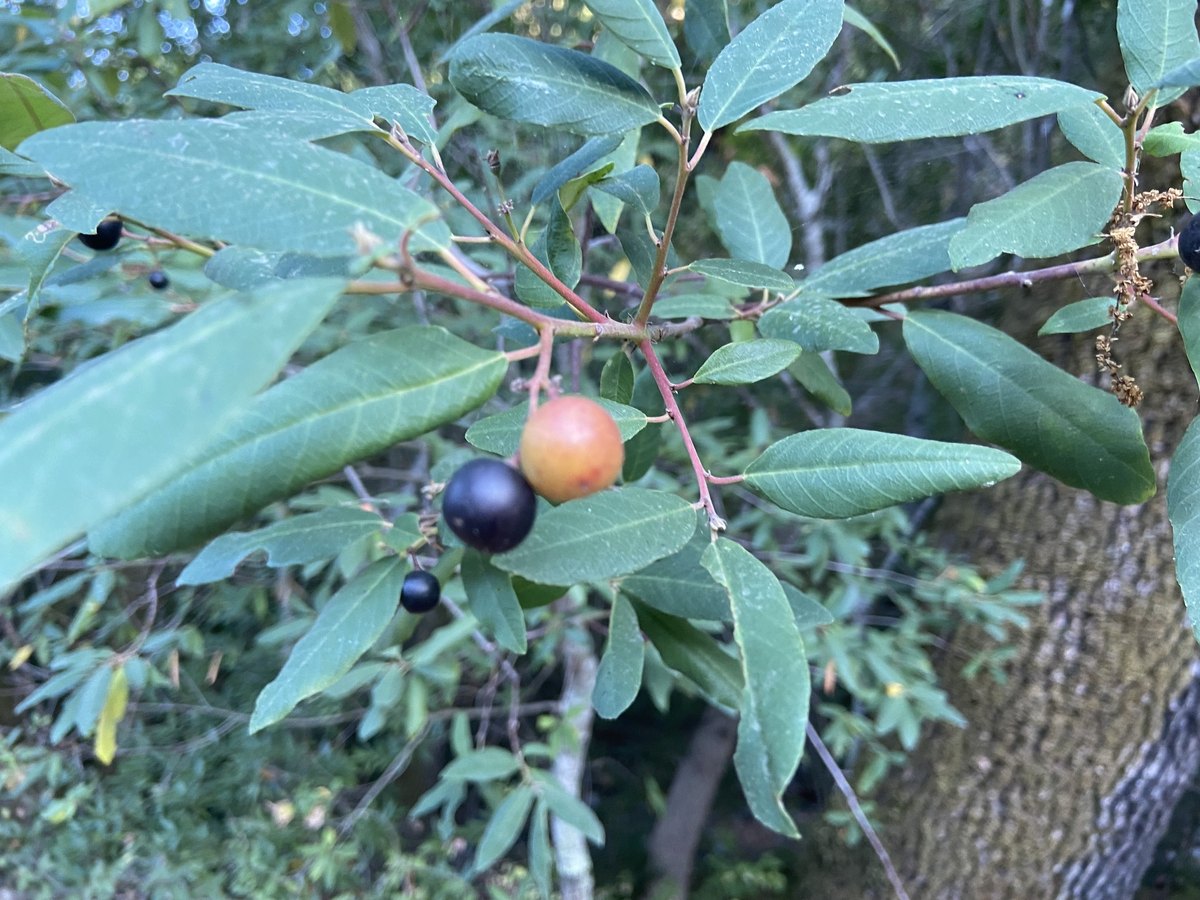 A coffeeberry branch in mid-September carrying two drupes side by side at different stages of ripeness: one fully ripe and glossy black, the other still orange-red and part-way through the change. More black fruit hangs on the branches behind them, among glossy dark-green elliptical leaves on reddish stems.