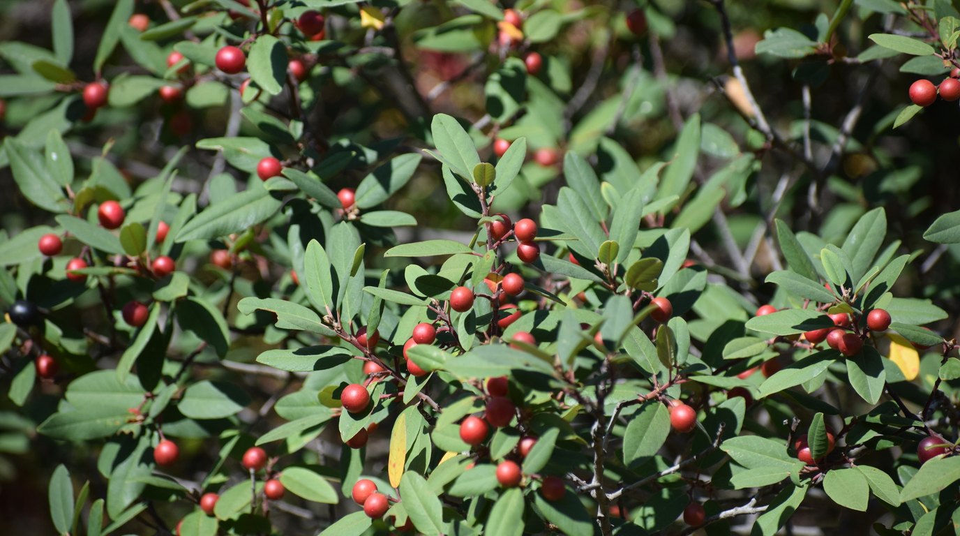 A coffeeberry (Frangula californica) in full fruit in early August at Sierra Azul Open Space Preserve, Santa Clara County. The evergreen shrub carries hundreds of small round drupes across its branches, most of them bright red, with several already darkened to deep maroon and one ripened to glossy black at left, set among elliptical mid-green leaves on dark woody stems.