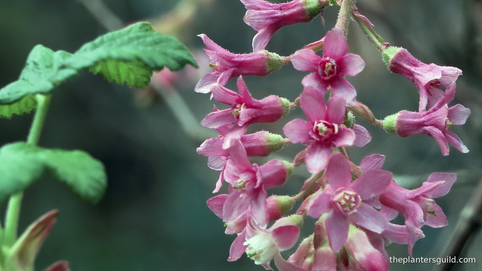 A single pendant cluster of pink-flowering currant (Ribes sanguineum var. glutinosum) in bloom: dozens of small, five-lobed rose-pink flowers hanging in a raceme along a slender stem, with one young, maple-shaped green leaf unfurling at the upper left against a soft, dark, out-of-focus woodland background. Photographed in February at the Regional Parks Botanic Garden in Berkeley, California.