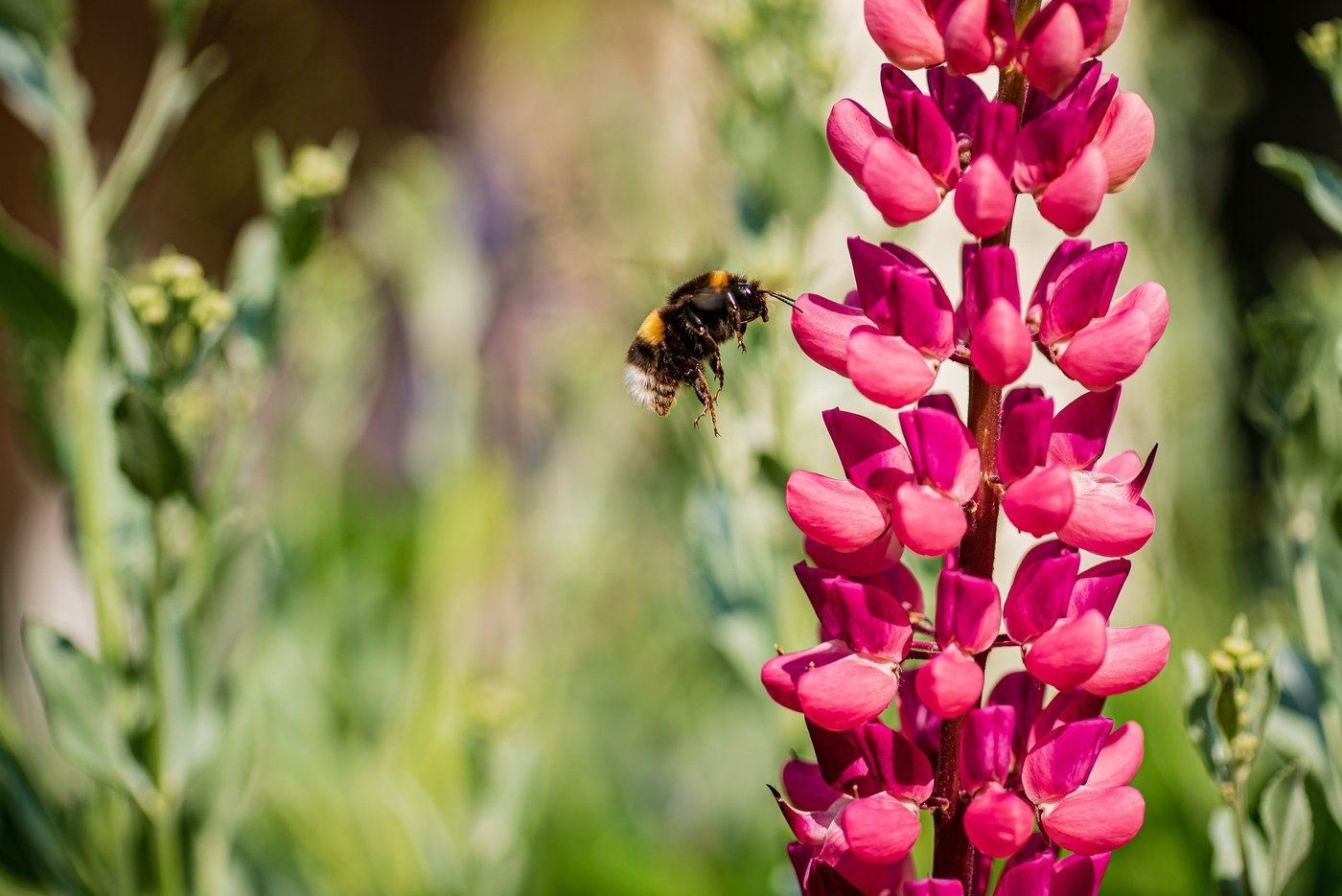 A fuzzy white-tailed bumblebee in flight beside a tall spike of lupine flowers, approaching the pea-shaped blooms