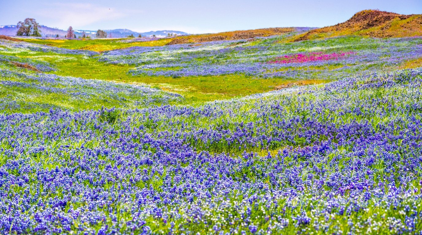 Lupine (Lupinus): the native this shape shares a page with