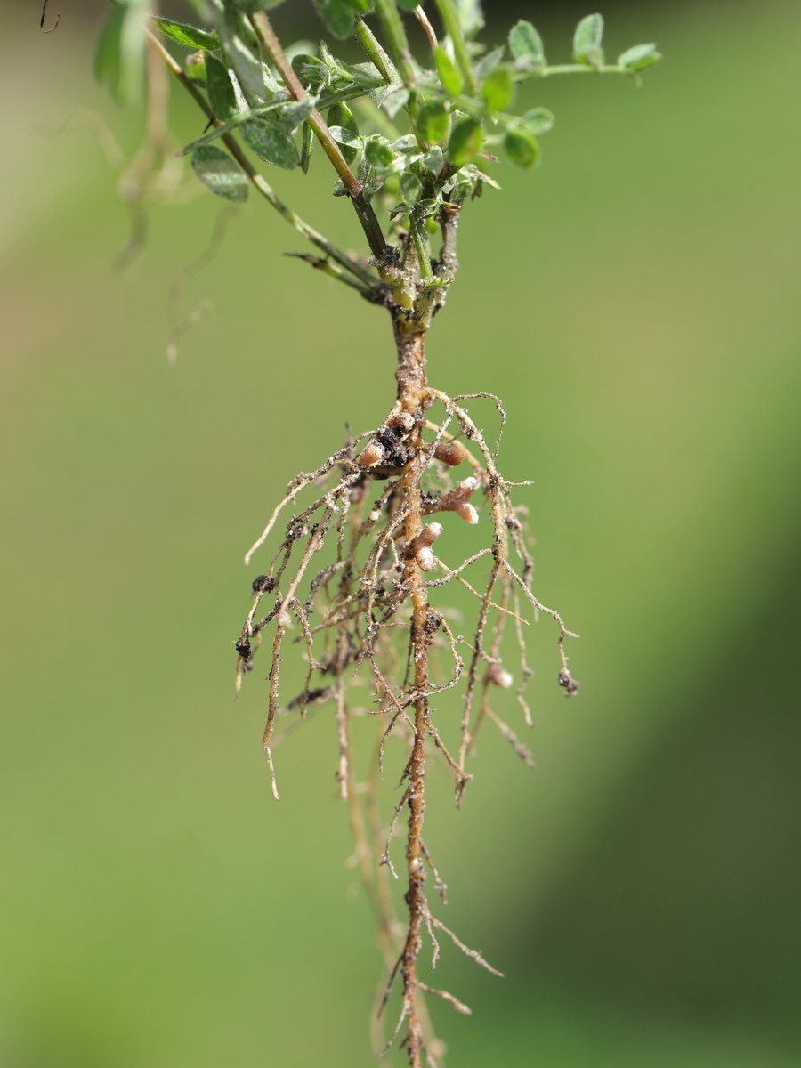 Close-up of a legume's root system lifted from the soil, showing pale, round nodules clustered along the fine roots where nitrogen-fixing bacteria live
