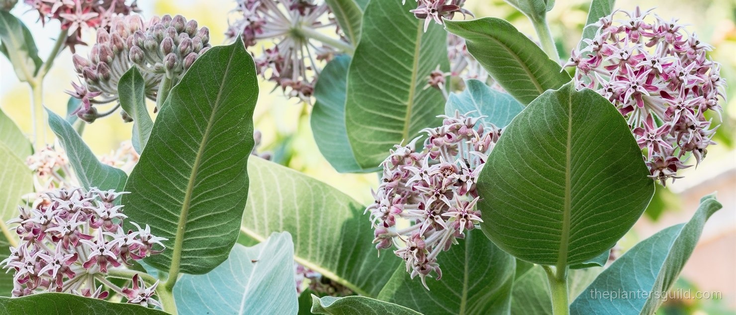 Showy milkweed (Asclepias speciosa) in full bloom, multiple pink-mauve ball-shaped umbels of small star-shaped flowers held aloft on tall stems above broad blue-green velvety leaves with prominent midribs