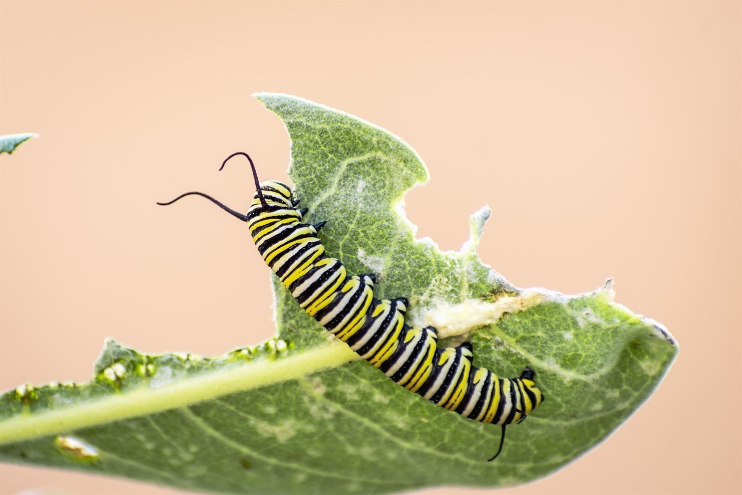 A late-instar monarch caterpillar (Danaus plexippus larva) with bold yellow, white, and walnut-black transverse bands feeding on a broad gray-green velvety milkweed leaf, the leaf edges showing distinct chew marks from the caterpillar's feeding, soft warm peach background