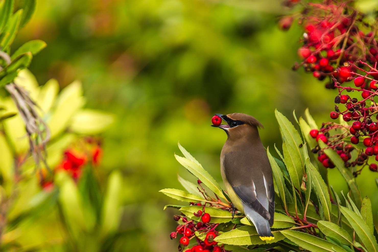 A cedar waxwing (Bombycilla cedrorum) in profile with a single bright red toyon berry held in its beak, perched amid lush green toyon foliage with dense berry clusters spilling down the right side of the frame, soft warm light filtering through the chaparral