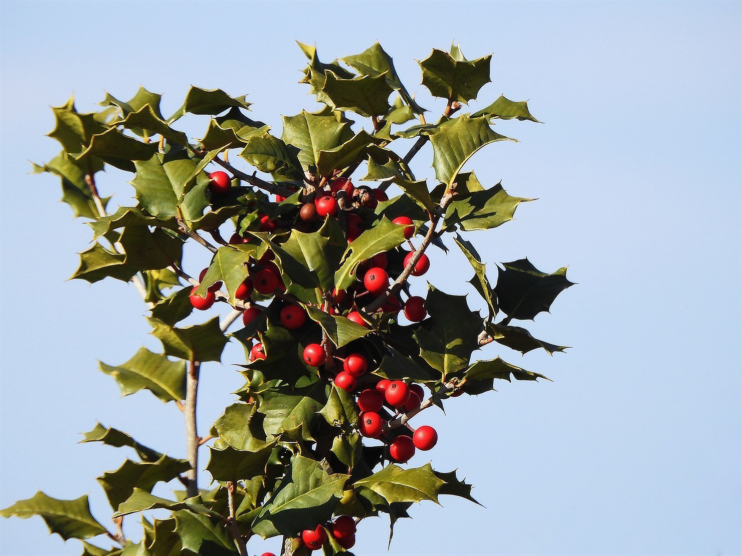 English holly (Ilex aquifolium) showing dark green leaves with sharp spine-tipped lobed margins arranged in opposite pairs along the branch, with bright red round berries against a clear blue sky