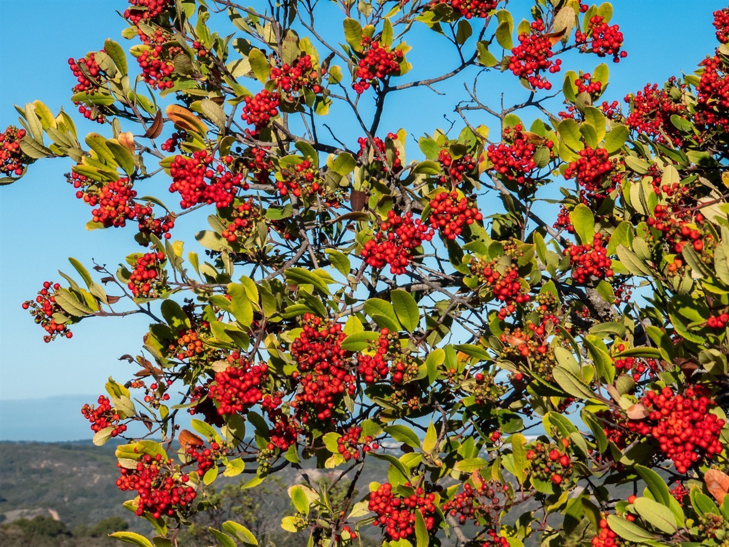 Toyon (Heteromeles arbutifolia) close-up showing dense clusters of bright red round berries against glossy dark green leaves with sharp-toothed margins arranged alternately along the woody stems