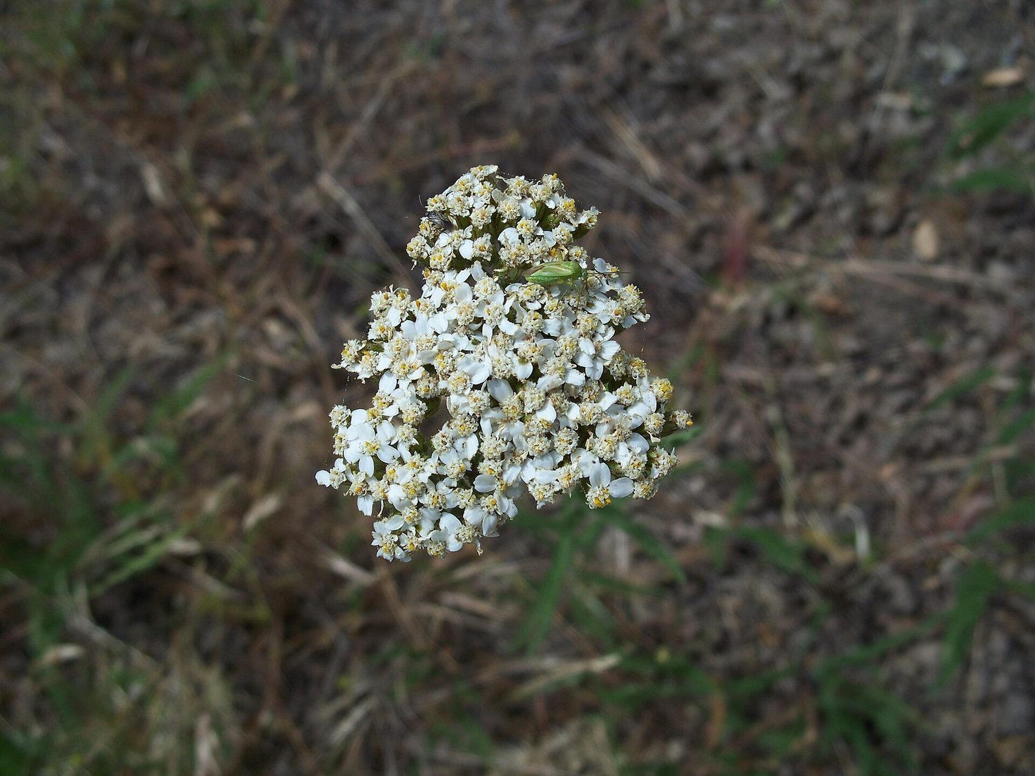 A single flat-topped cluster of small white yarrow flowers photographed from above, each floret with rounded pale rays around a cream center, set against a background of dry grass and fine green leaves. A small green insect rests near the top of the cluster.