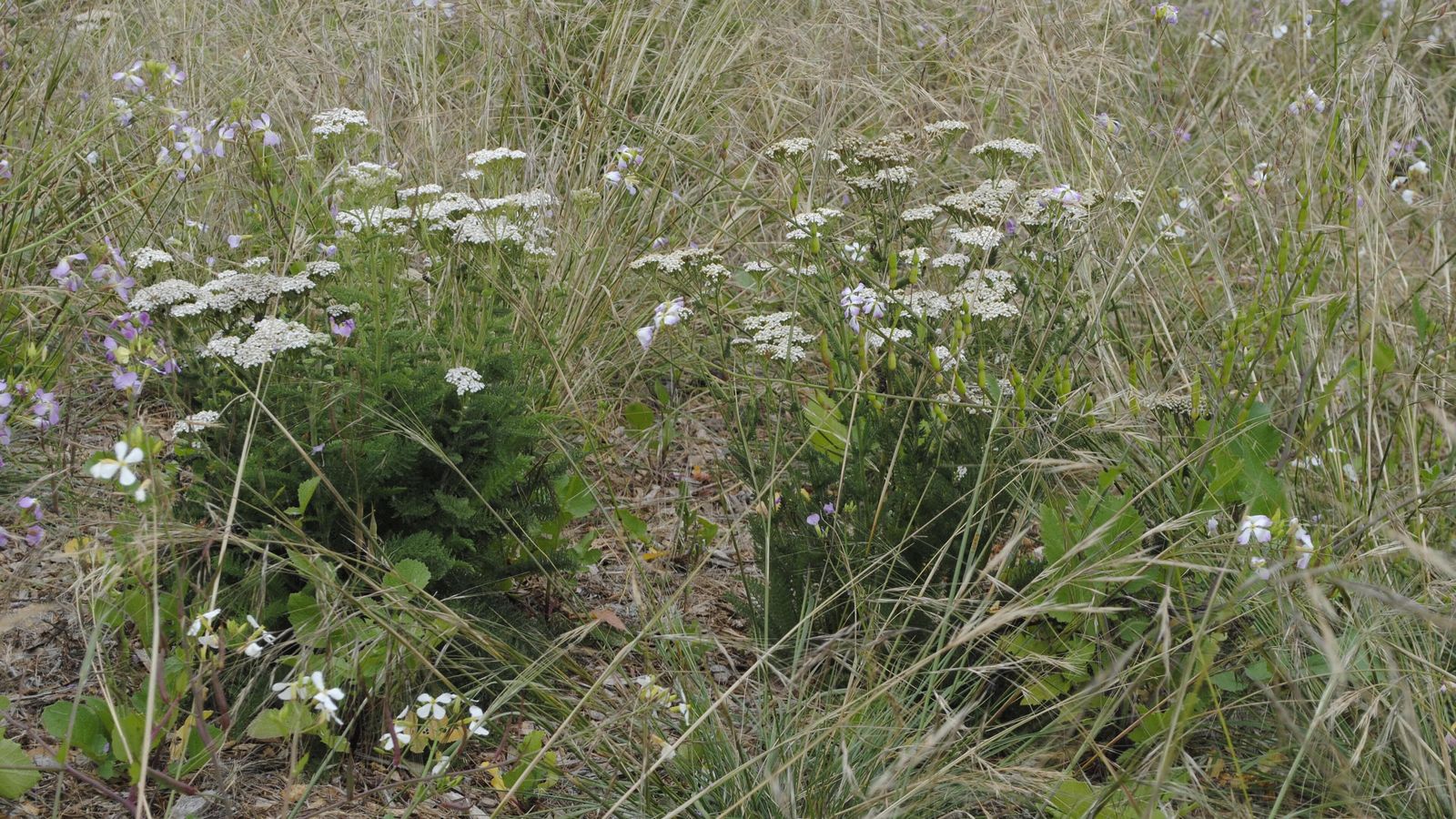 A loose stand of yarrow in flower among dry grasses, two clumps of finely divided deep green foliage topped with flat clusters of small white flower heads, with pale lilac wild radish flowers scattered through the grass around them.