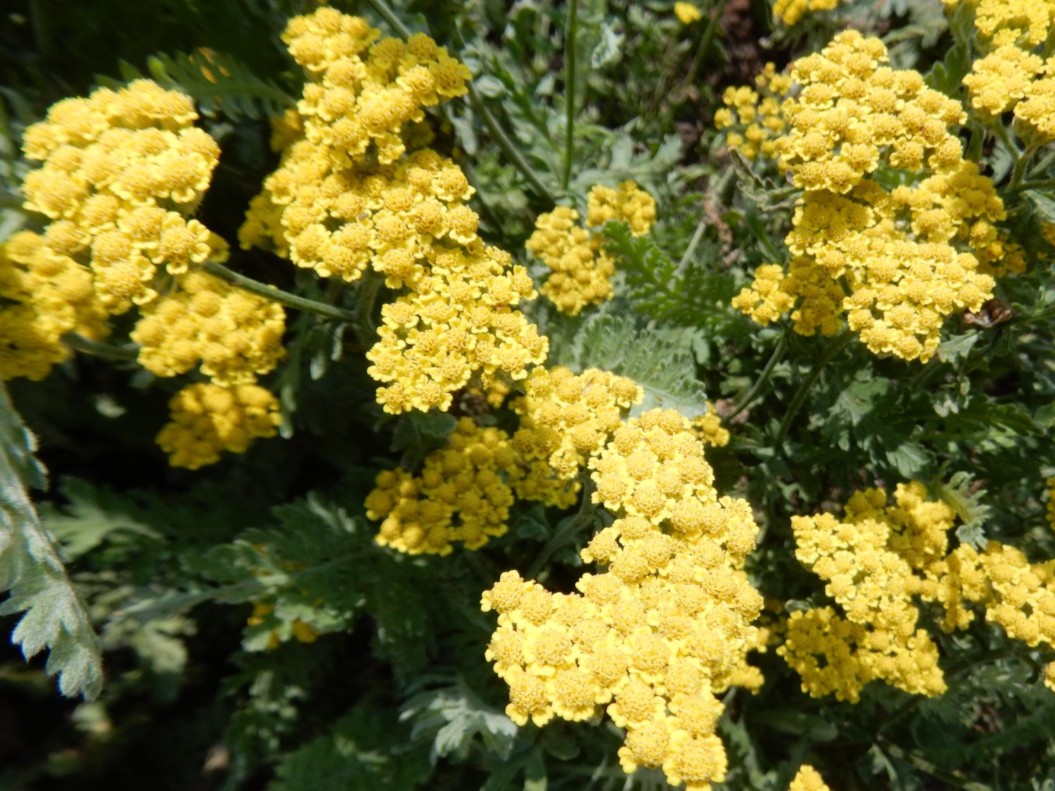 Dense flat-topped clusters of small bright yellow flowers held above finely cut gray-green foliage.