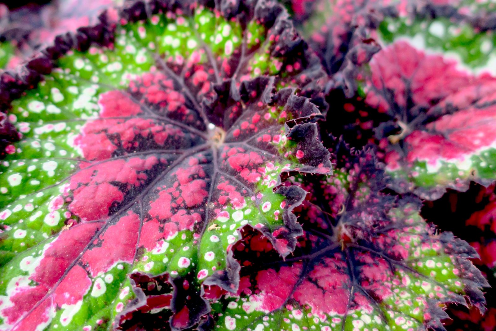 Patterned, silver-marked Rex begonia foliage