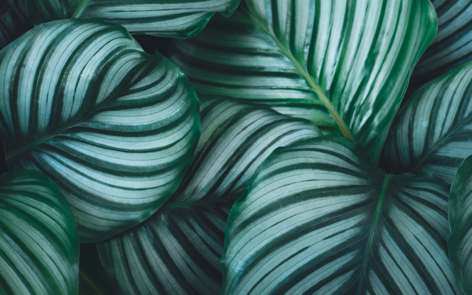 Rounded, blue-green striped foliage of a prayer plant (Calathea orbifolia)