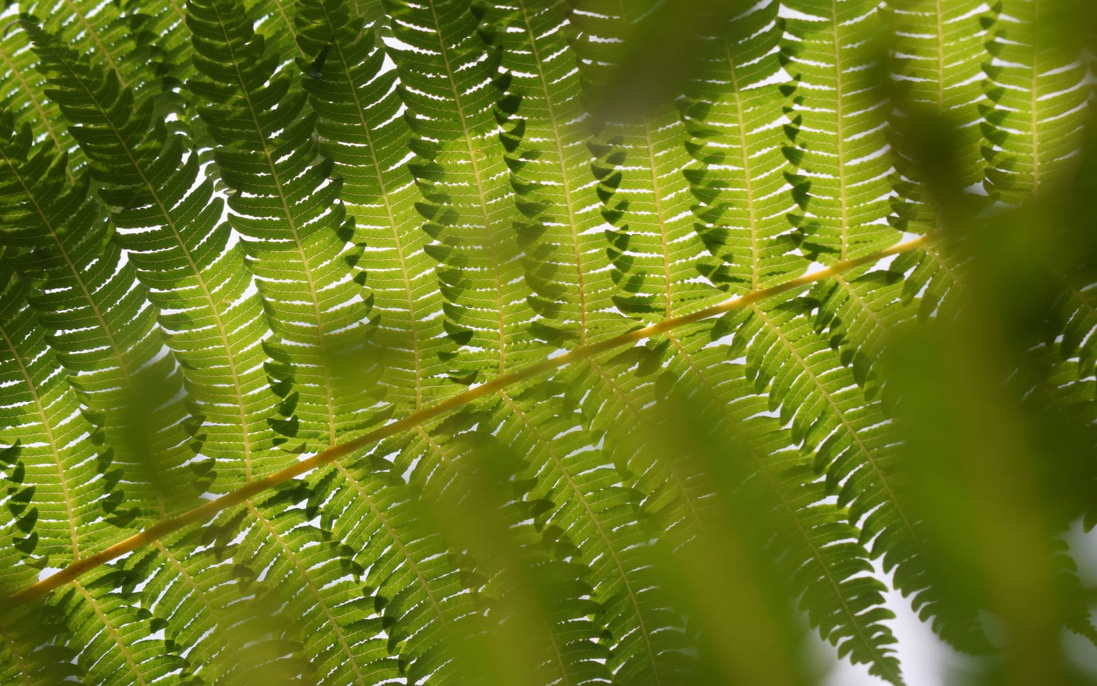 A fern frond backlit against bright sky, its ranked leaflets glowing green along a pale central stalk
