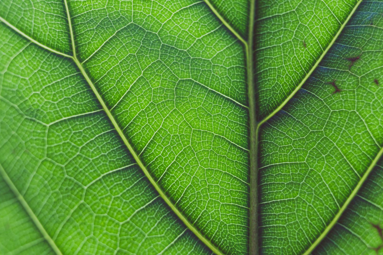 Glossy, deeply veined fiddle-leaf fig foliage