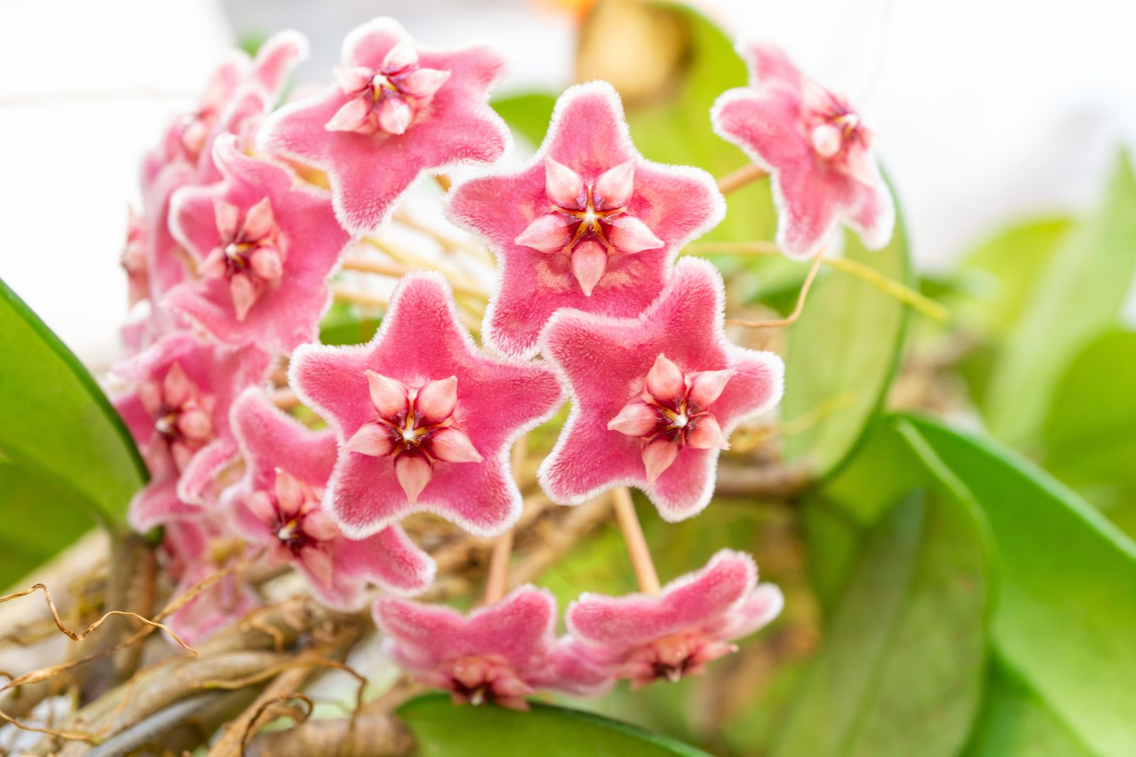 Cluster of waxy, pink star-shaped Hoya carnosa flowers
