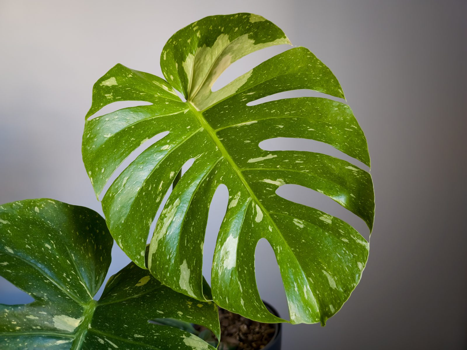 Fenestrated variegated Monstera foliage — the Care Guides collection