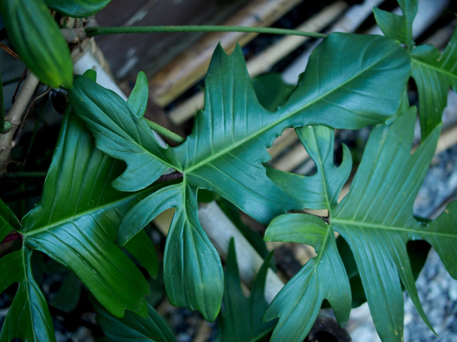 Deeply lobed, cream-splashed leaf of a Philodendron 'Florida' hybrid