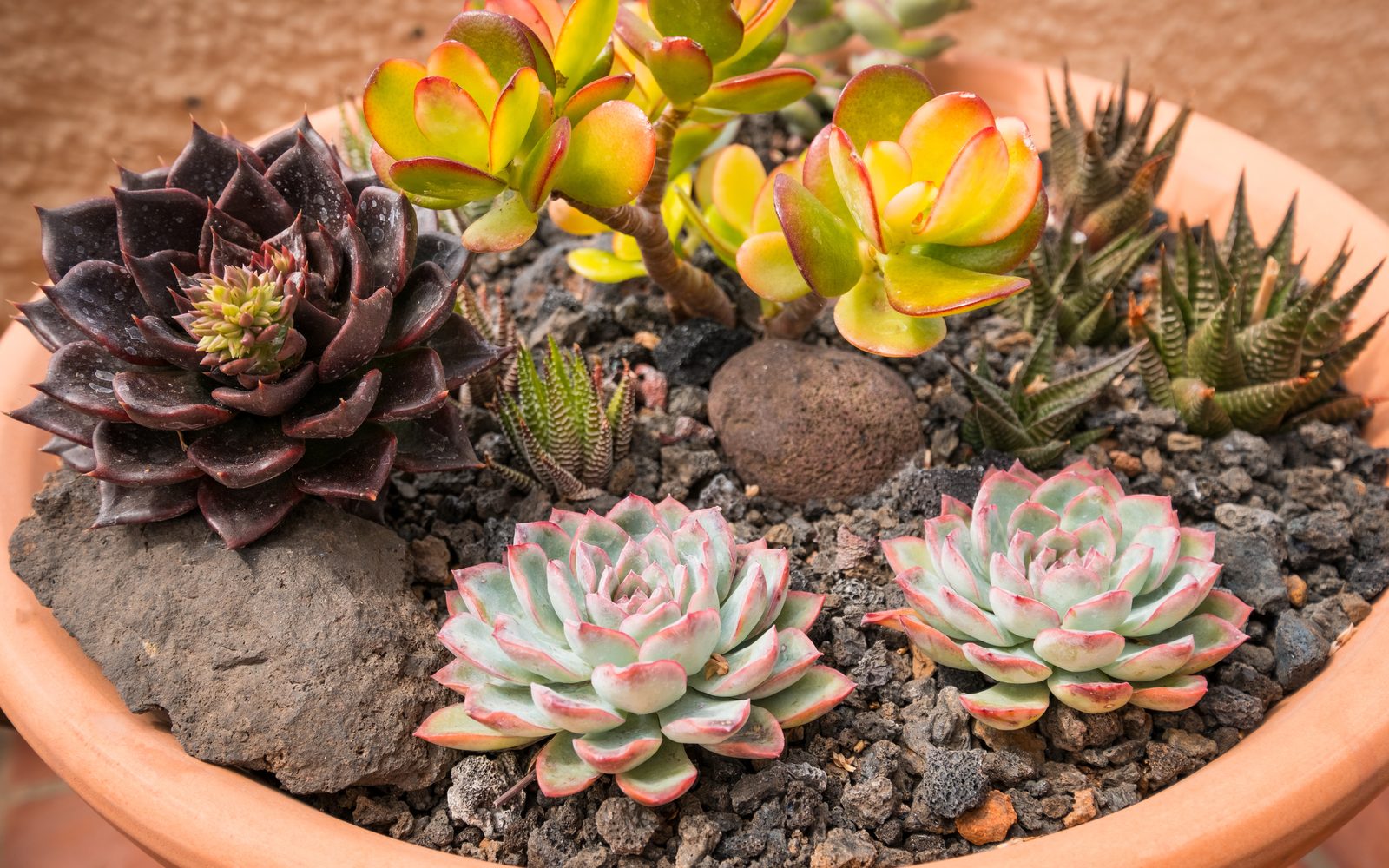 Mixed succulent rosettes growing in a terracotta bowl of coarse mineral grit