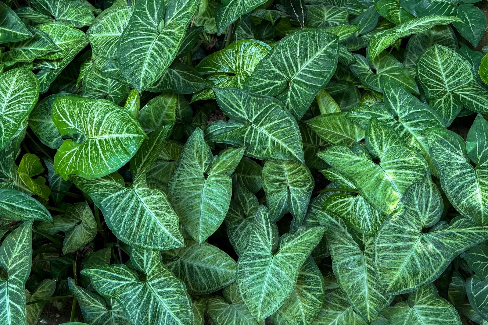 Dense Syngonium podophyllum foliage with white-veined arrowhead leaves