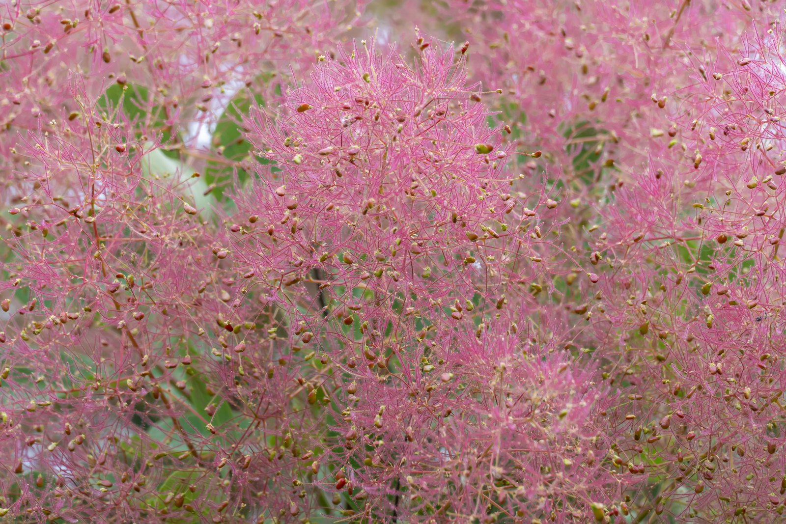 A smoke bush (Cotinus coggygria) filling the frame after flowering, its branched clusters expanded into a dense pink haze of fine hair-covered stalks, with the small spent flowers visible as tiny dark specks scattered through the cloud