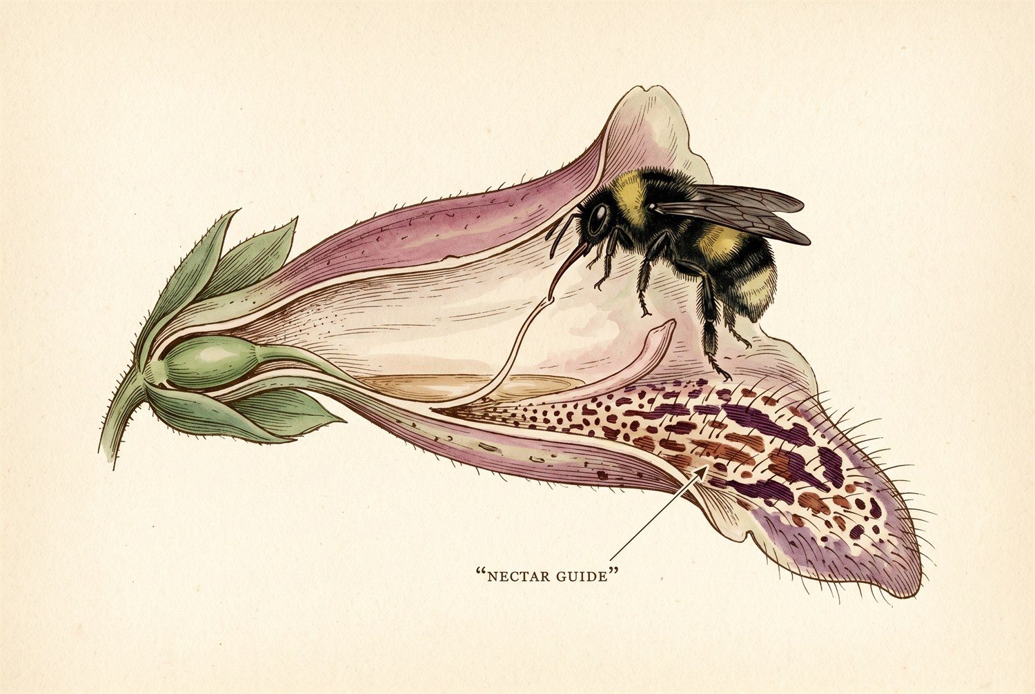 A vintage botanical cutaway plate of one tubular foxglove flower shown in longitudinal section. A large long-tongued bumblebee crawls into the mouth of the tube toward nectar pooled at the base. The flower's lower lip is spotted and hairy, with fine lines pointing inward toward the entrance, labeled NECTAR GUIDE.