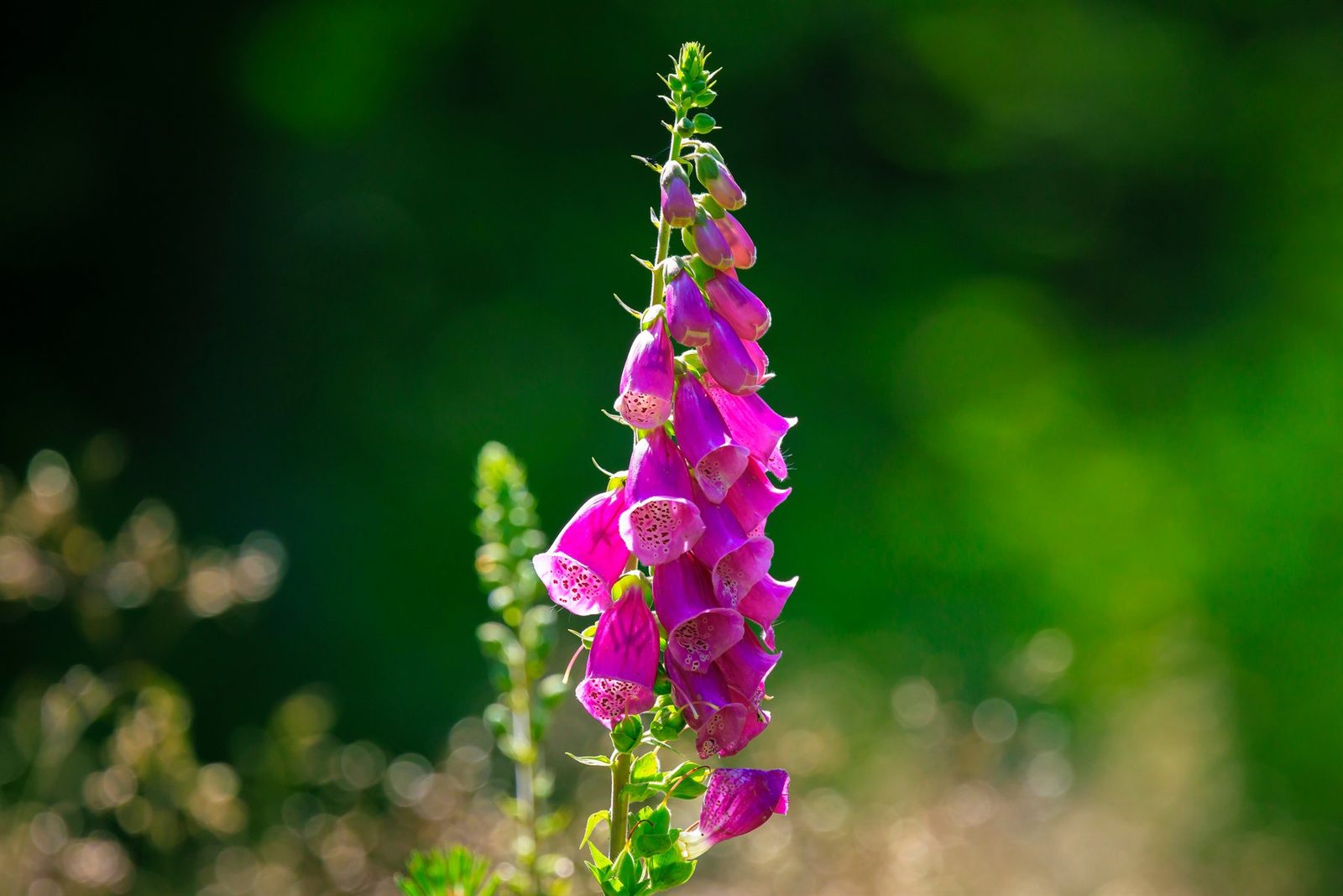 A stand of common foxgloves blooming in a cottage garden, several tall rose-purple spires held upright, each with open flowers crowding the lower two-thirds of the stem and tapering to a pointed tip of unopened buds, green border planting soft behind.