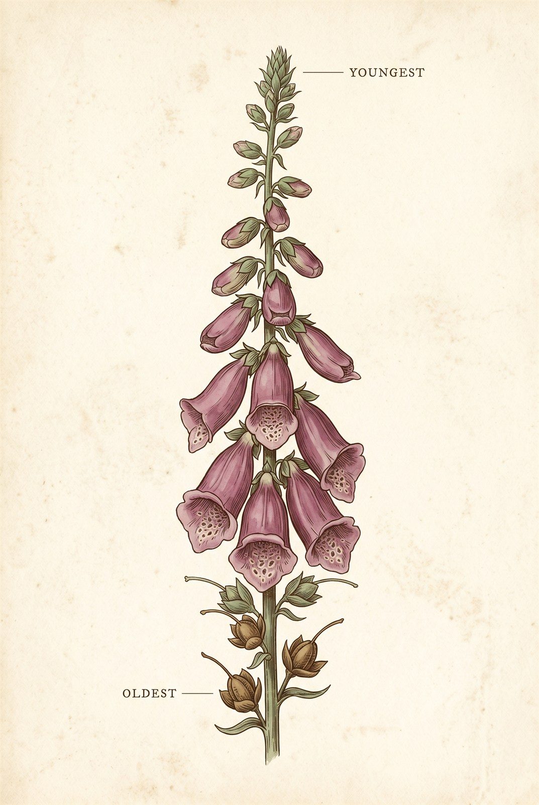 A vintage botanical plate of a single foxglove stem read as a timeline. Ripening seed capsules sit at the very base, fully open flowers in the middle, smaller buds above them, and a still-growing leafy tip at the top, with small labels marking OLDEST at the bottom and YOUNGEST at the top.