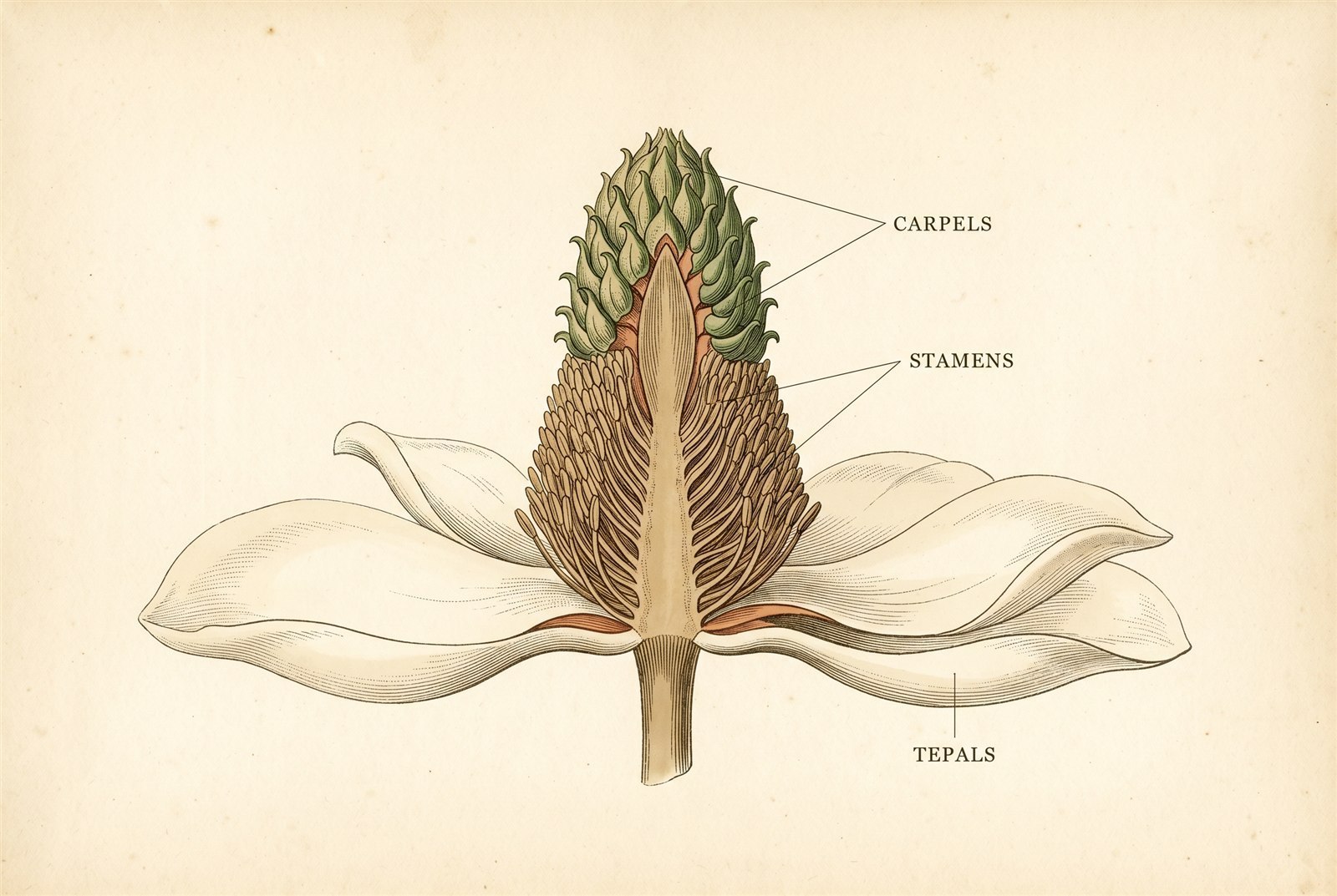 A vintage botanical anatomy plate showing a southern magnolia flower in longitudinal cutaway. A tall central cone-shaped receptacle carries a spiral of green carpels at the top (labeled CARPELS) above a dense spiral of many stamens (labeled STAMENS), with creamy tepals spreading at the base (labeled TEPALS).