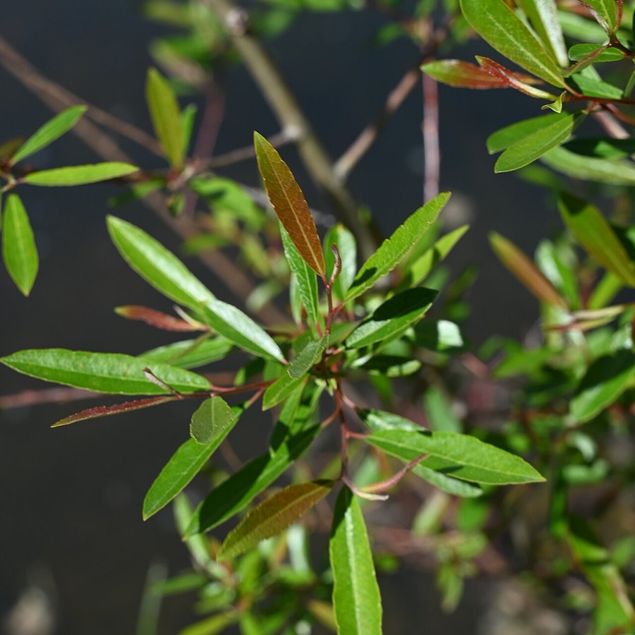 Lanceolate leaves of arroyo willow