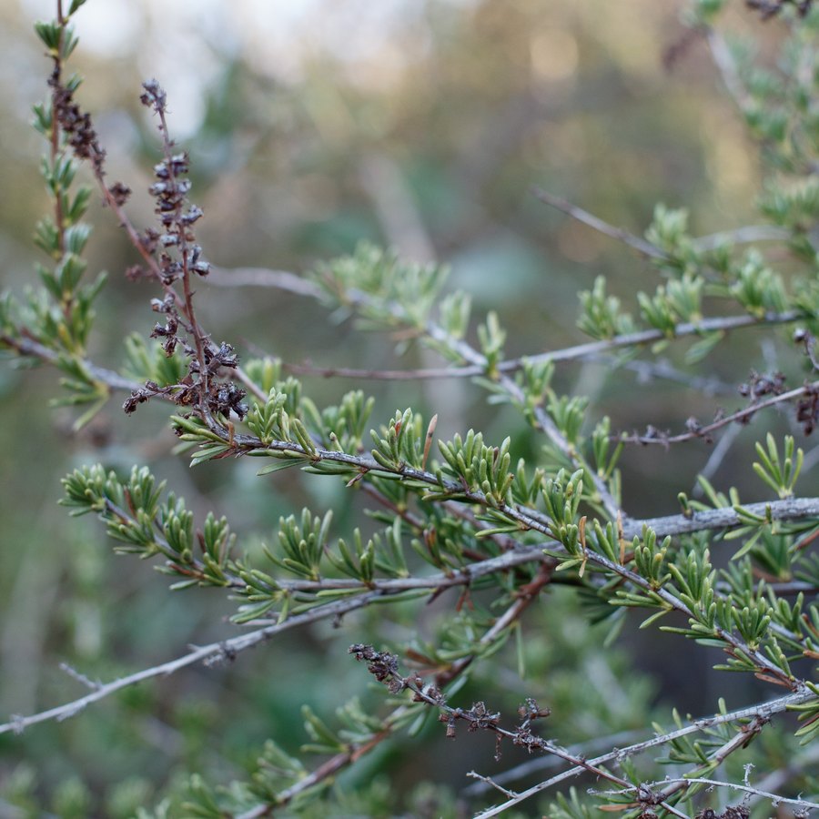 Linear-oblanceolate leaves of chamise, bundled on short shoots