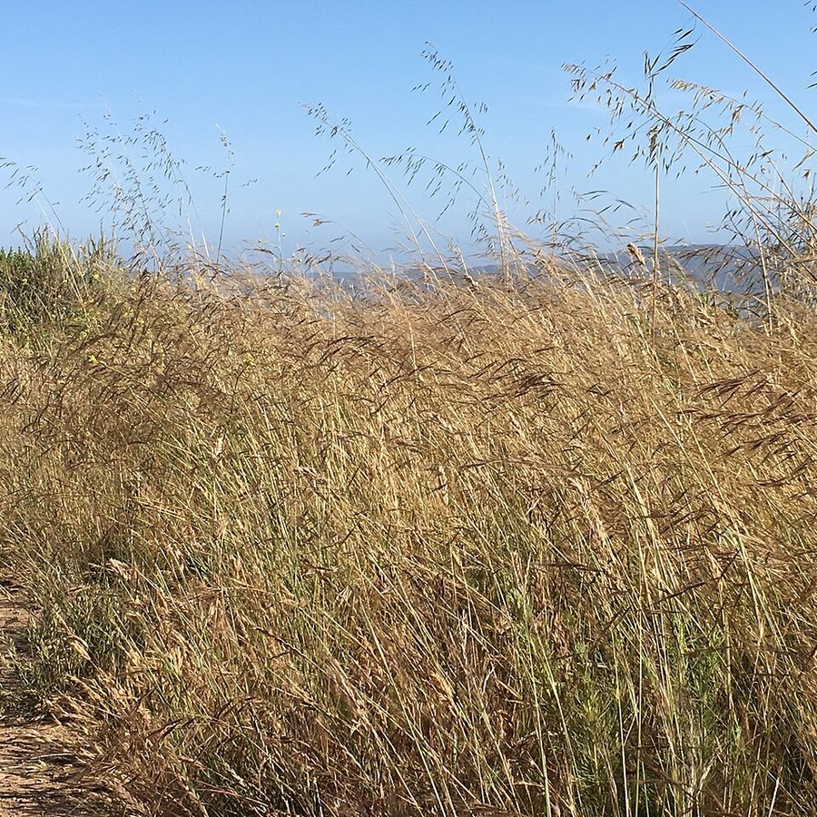 Linear blades of purple needlegrass