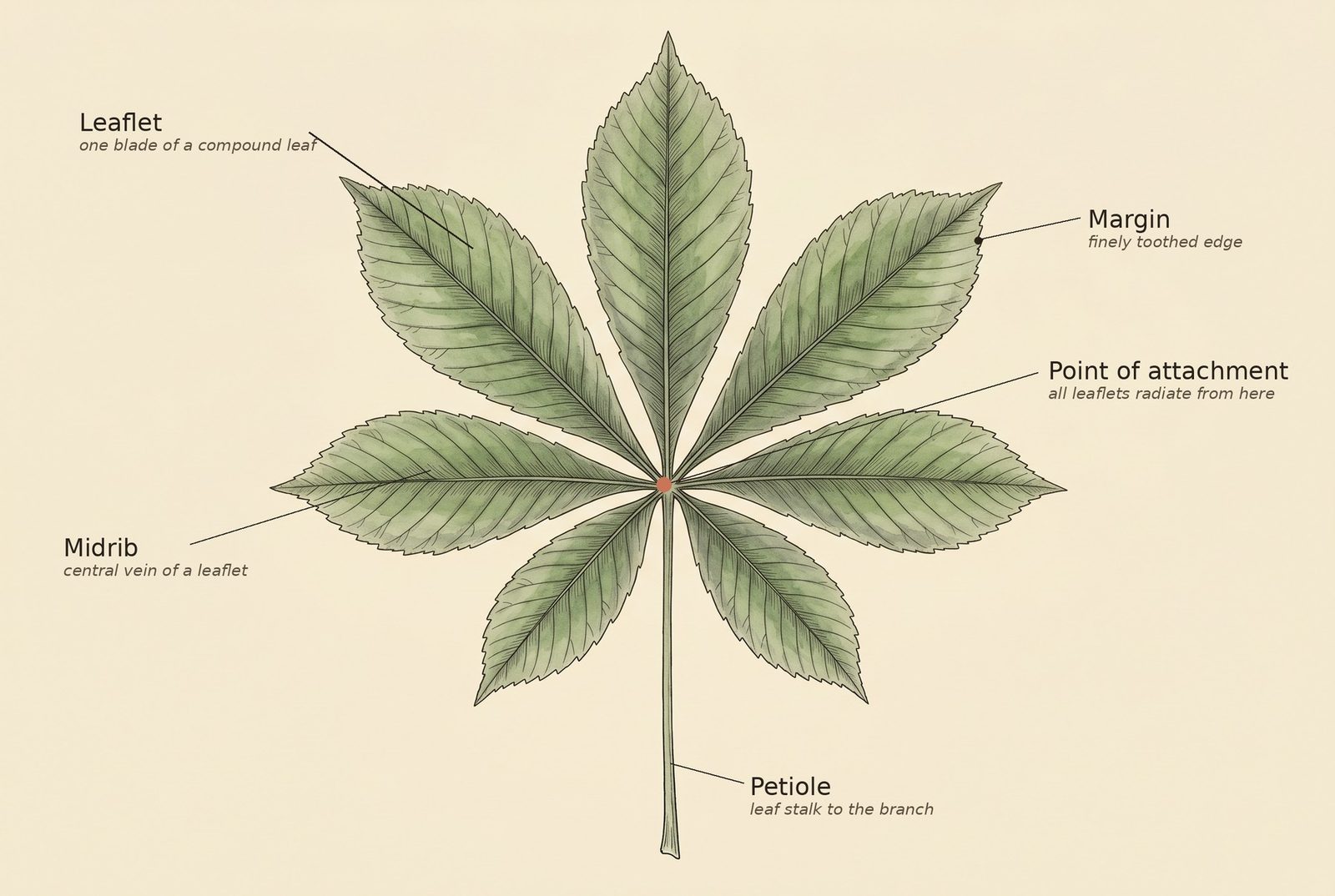 Botanical illustration of a palmately compound California buckeye leaf, labeled: leaflet (one blade of a compound leaf), midrib (central vein of a leaflet), margin (finely toothed edge), point of attachment where all the leaflets radiate from, and petiole (the leaf stalk to the branch).