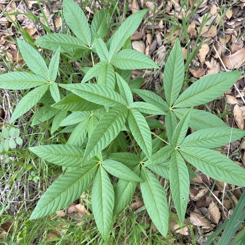 Palmately compound leaf of California buckeye (Aesculus californica)