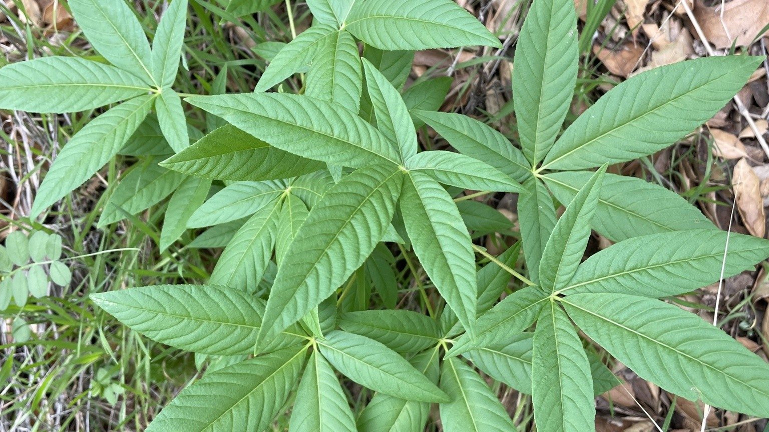 A single palmately compound California buckeye (Aesculus californica) leaf, its narrow green leaflets radiating from one point at the tip of the petiole