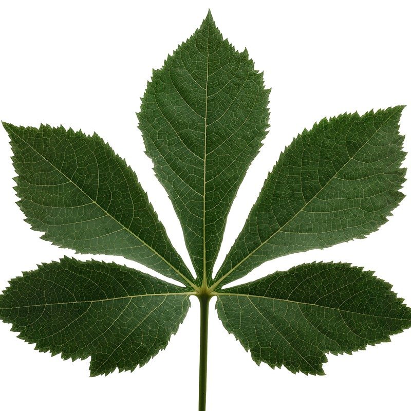 Palmately compound leaf of horse chestnut