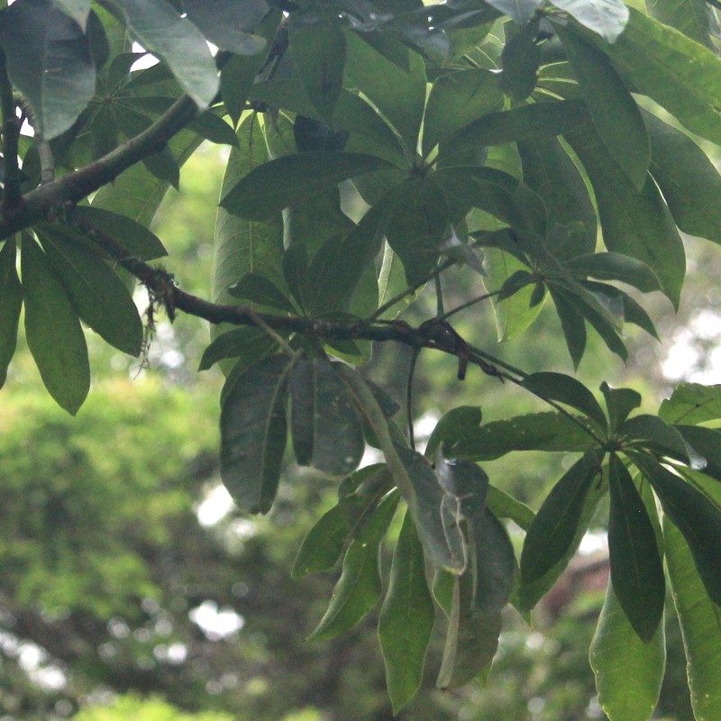 Palmately compound leaf of money tree