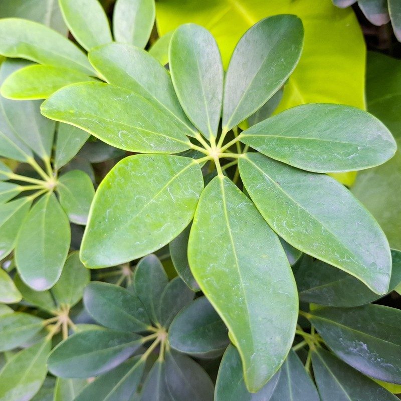 Palmately compound leaf of dwarf umbrella tree