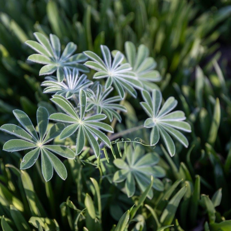 Palmately compound leaf of silver bush lupine
