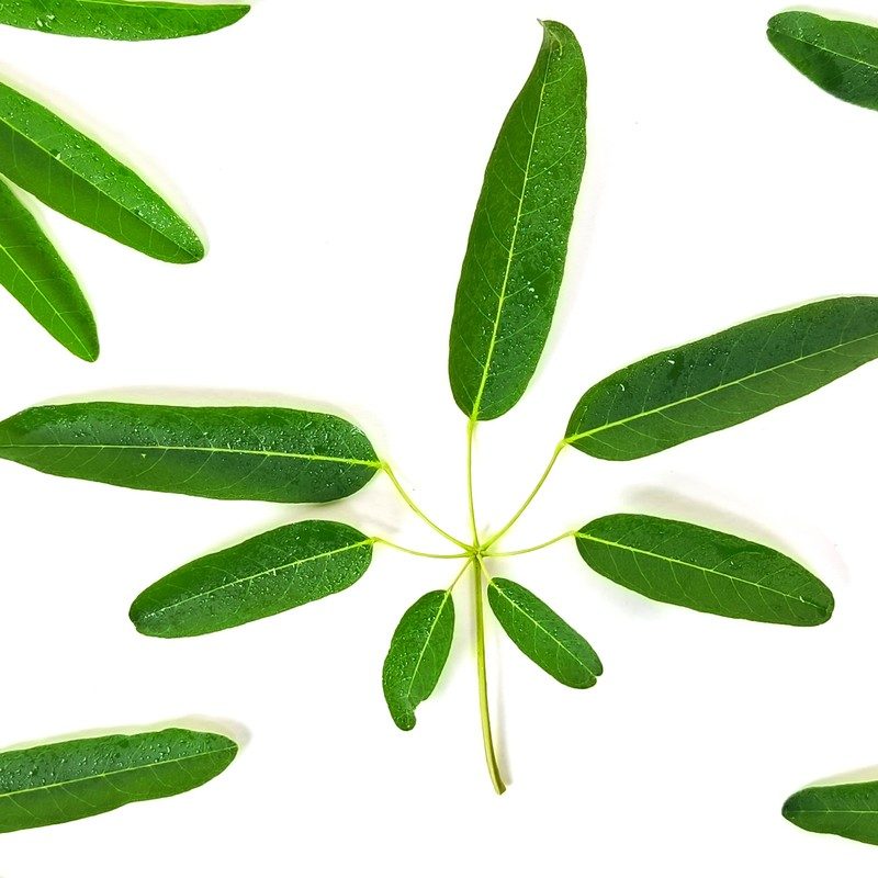 Palmately compound leaf of pink trumpet tree